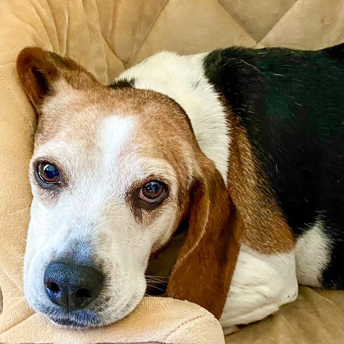 Dolly the beagle staring at the camera.
