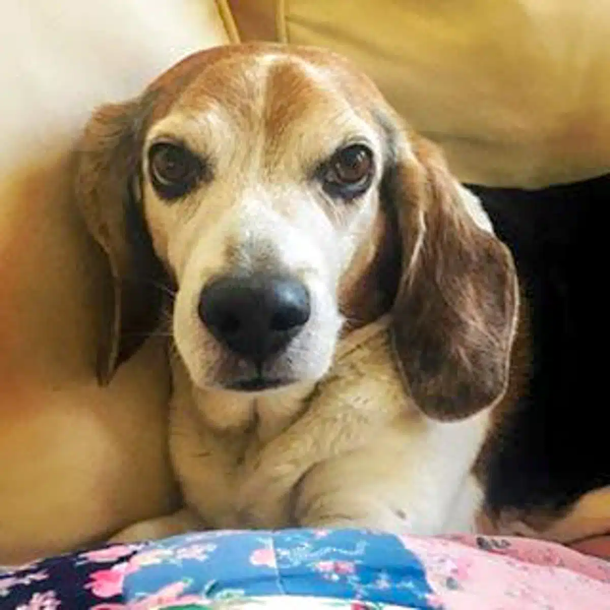 Hank the beagle staring at the camera.