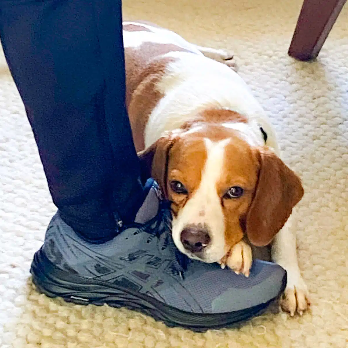 June Bug resting on a shoe.