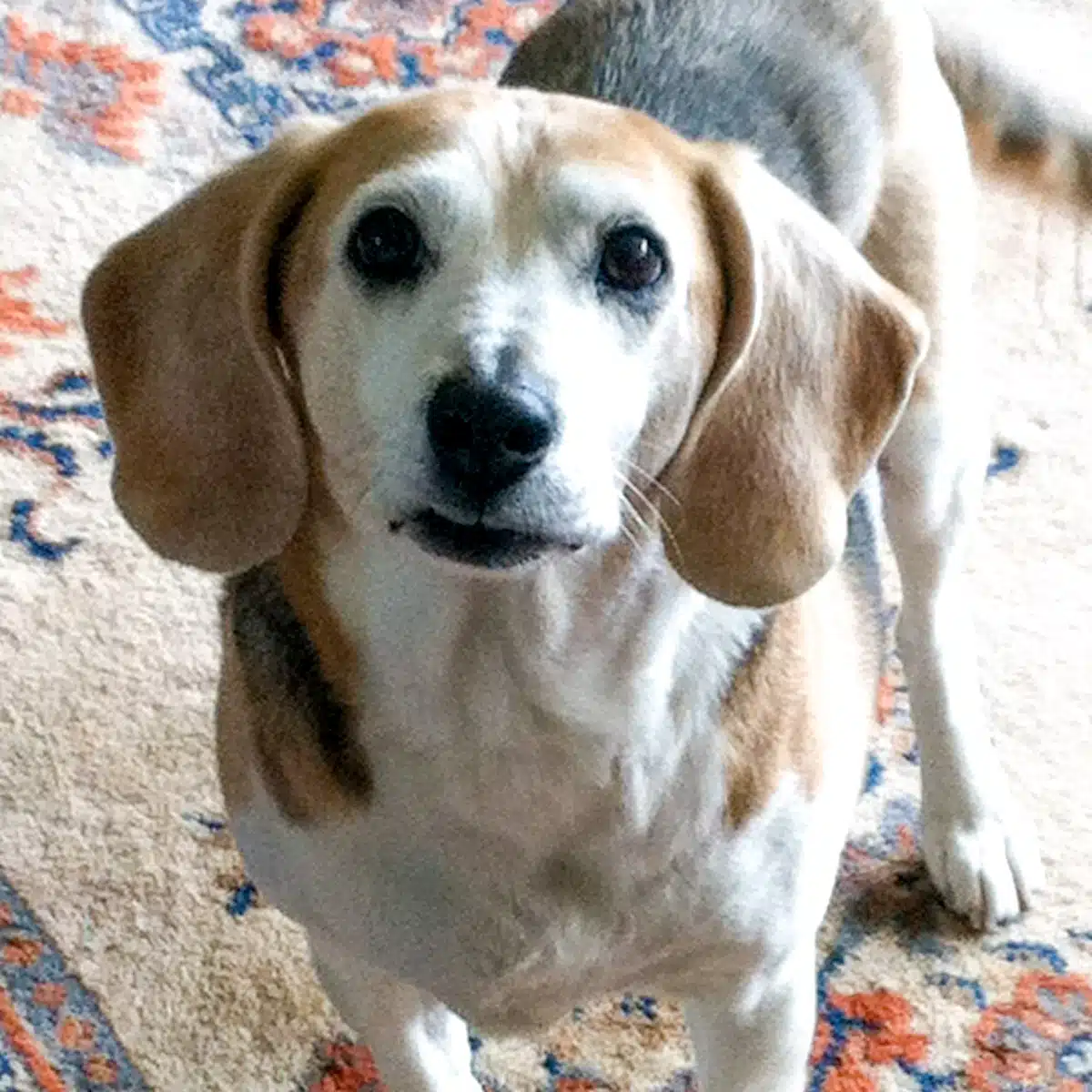Lucy the beagle staring at the camera.