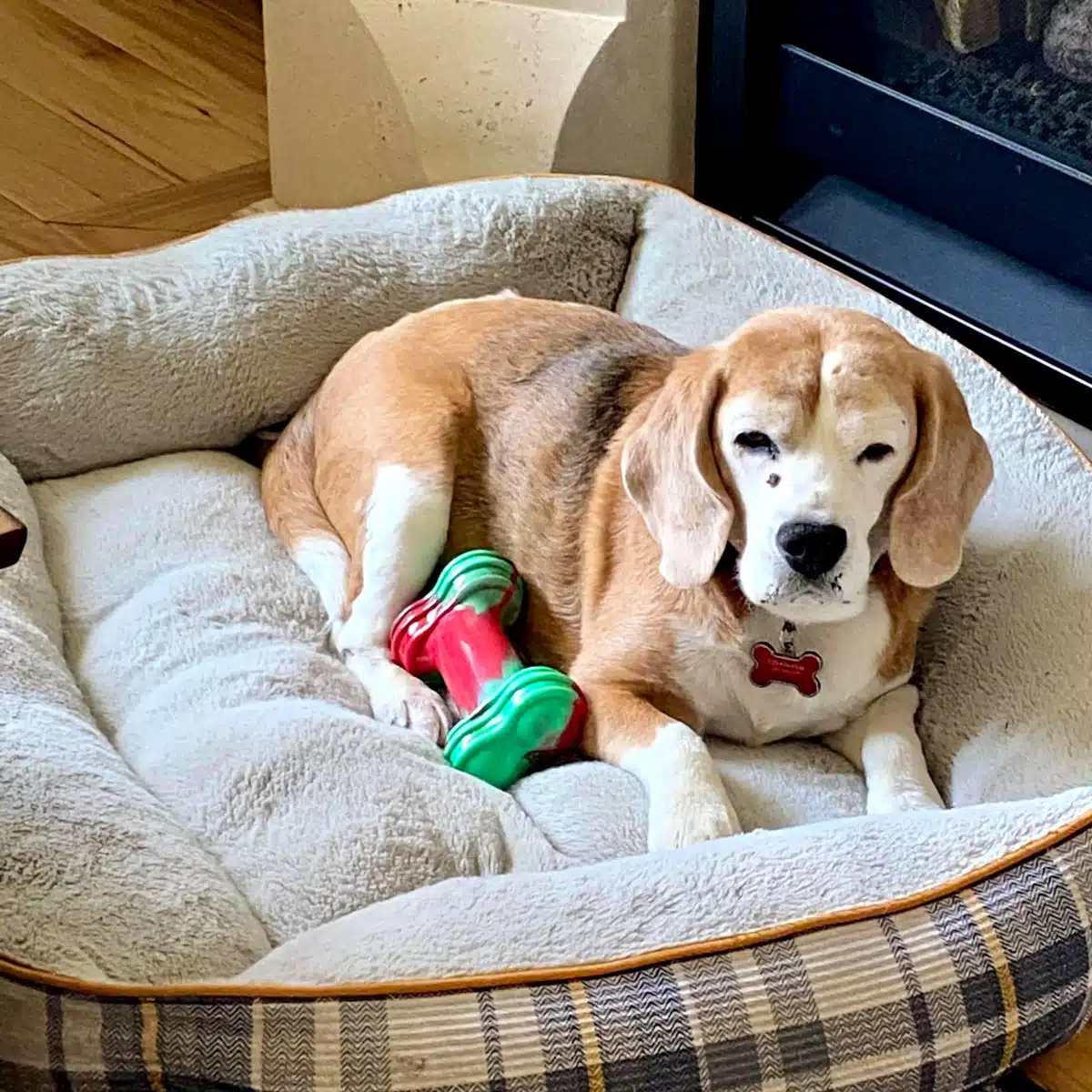 Buddy the beagle on a bed.